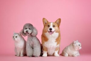traiter la pelade chez le chien
